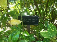 /album/danimayosinfojardin2/aucuba-japonica-jpg-jpg/